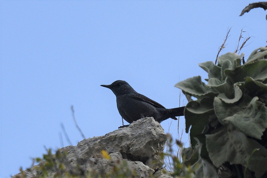 Blue Rock-Thrush